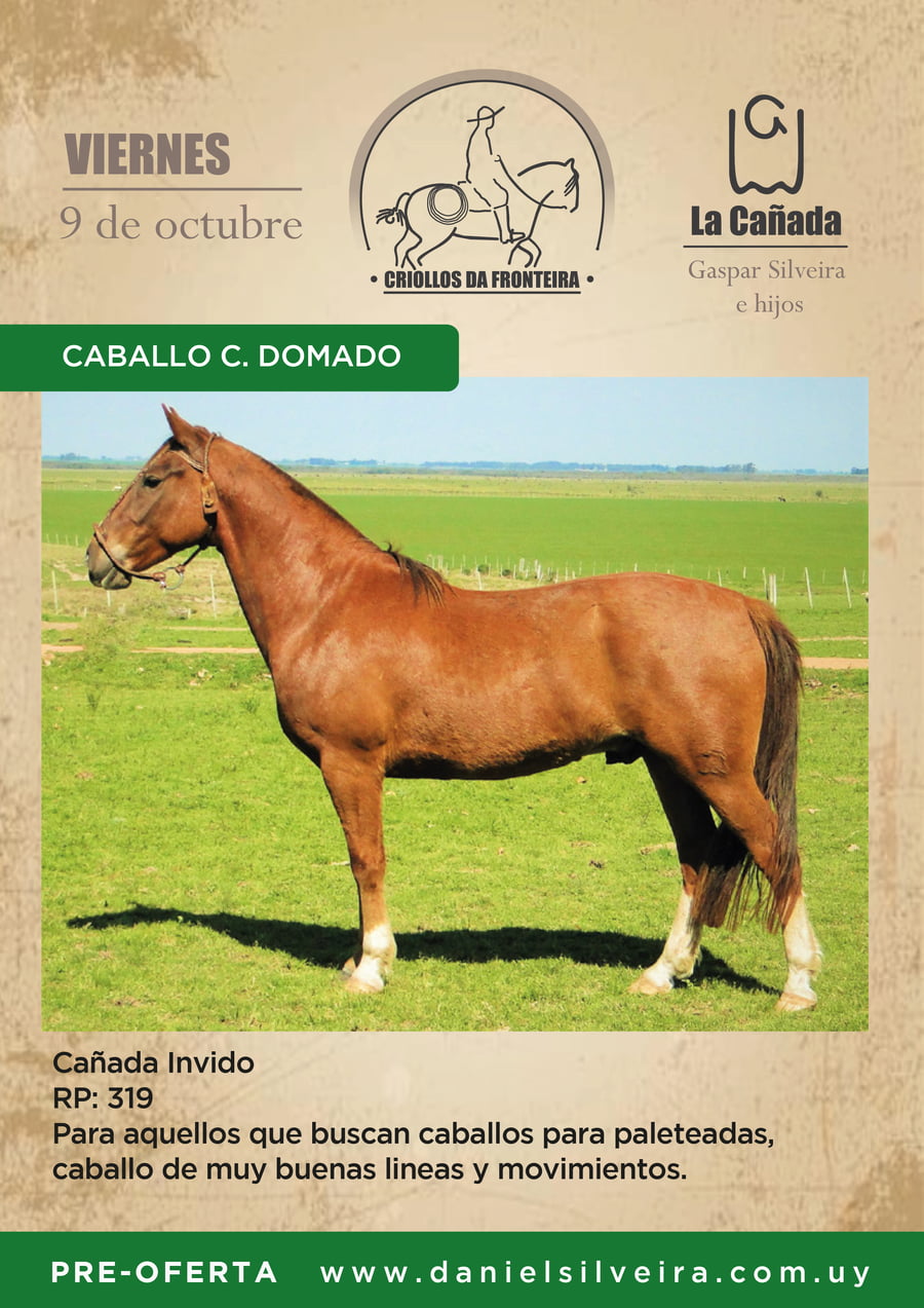 Lote Criollos da Fronteira Cañada Invido  RP: 319
