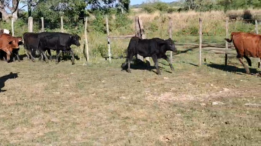 Lote 24 Terneros/as en Corrientes, Itatí