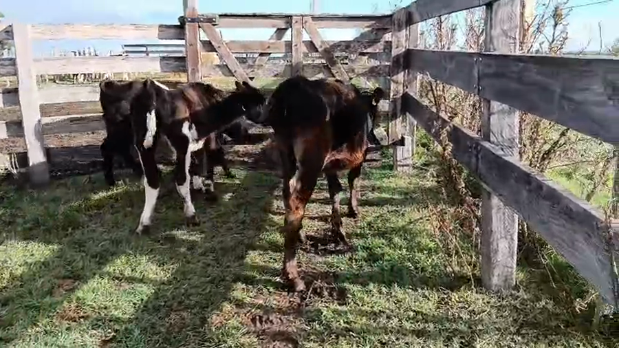 Lote 3 Terneras a remate en Pantalla Camy - Aniversario 31 Años, San José