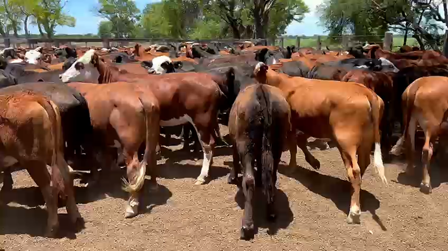Lote 110 Terneros