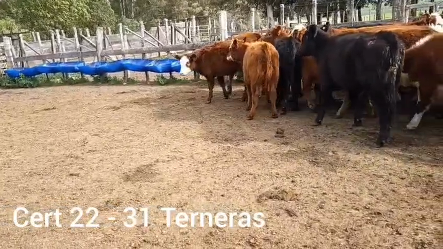 Lote TERNERAS