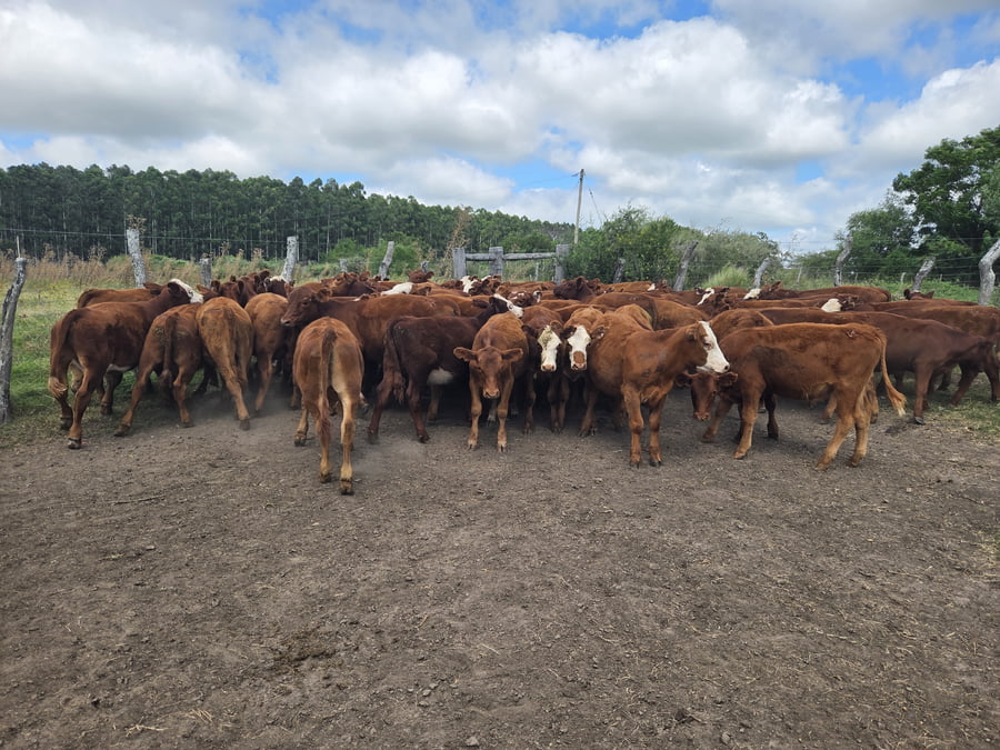 Lote 70 Terneros/as en Corrientes, Curuzu Cuatia