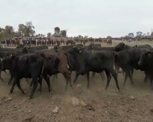 Lote 40 VAQUILLONAS BRANGUS PARA SERVICIO, 24 MESES DE EDAD, 360 KG, EN LA CALERA, CATAMARCA.-