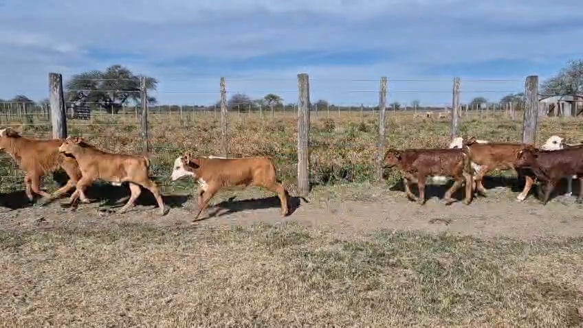 Lote 125 Terneros/as a término en Corrientes, Curuzu Cuatia