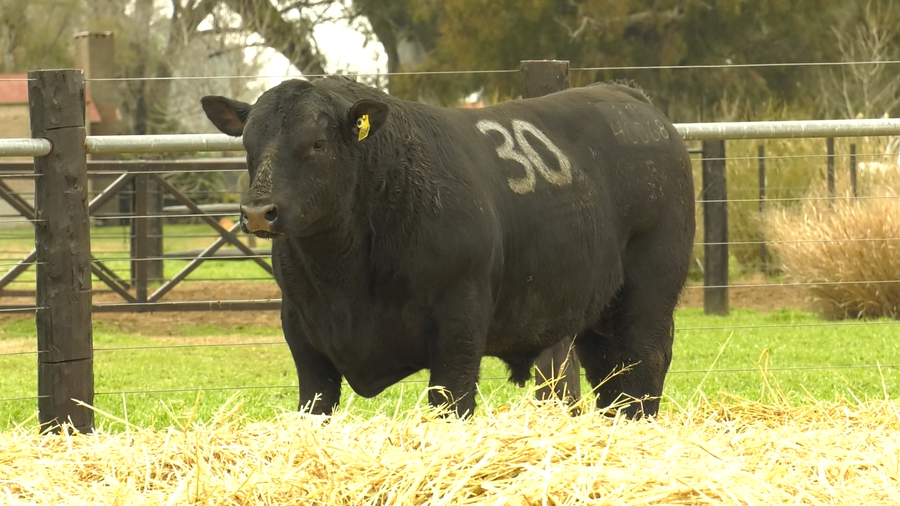 Lote TOROS ANGUS PURO CONTROLADO