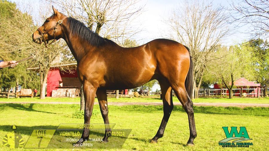 Lote VICENTILLO