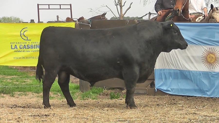 Lote TORO ANGUS PP
