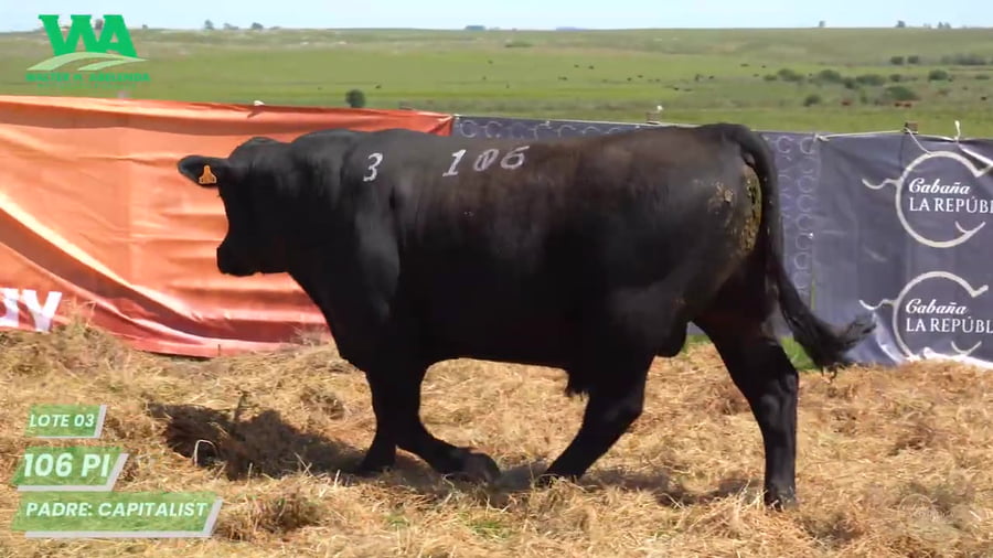 Lote Toro PC