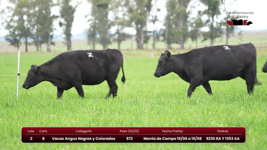 Lote Vacas Angus Negras y Coloradas