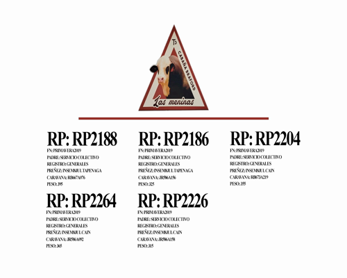 Lote Vaquillonas inseminada Cabaña Las Meninas (27)