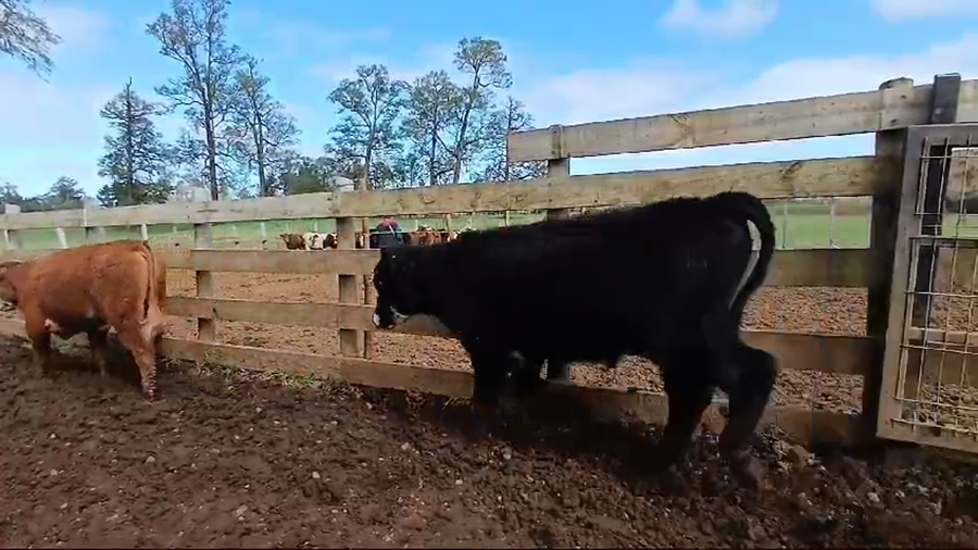 Lote 37 Ternero en Frutillar, X Región Los Lagos