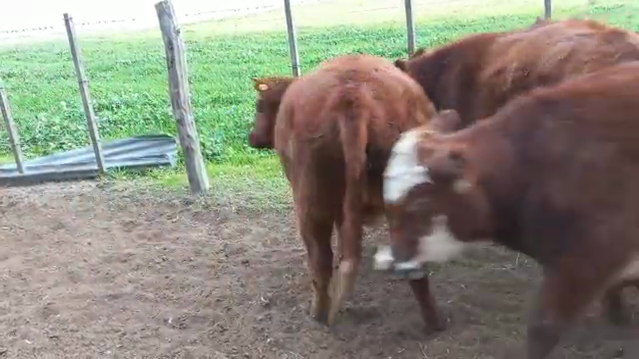 Lote 27 Novillitos en Daireaux, Buenos Aires