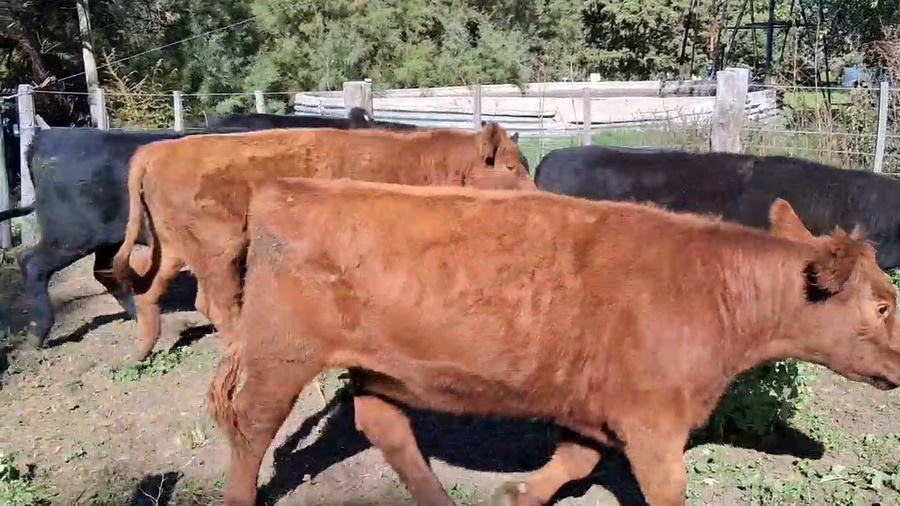 Lote 23 Novillos