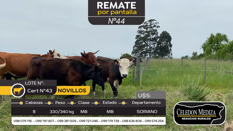 Lote 8 Novillos en Santa Catalina , Soriano