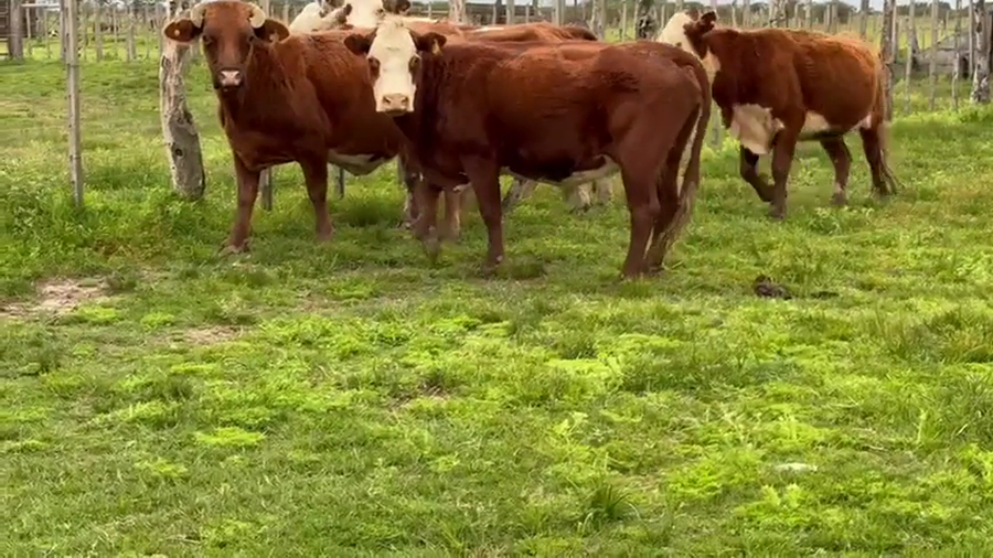 Lote 5 Vacas CUT preñadas en Corrientes, Monte Caseros