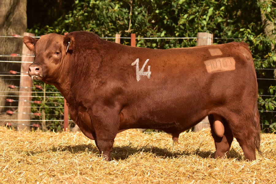 Lote TOROS ANGUS PC