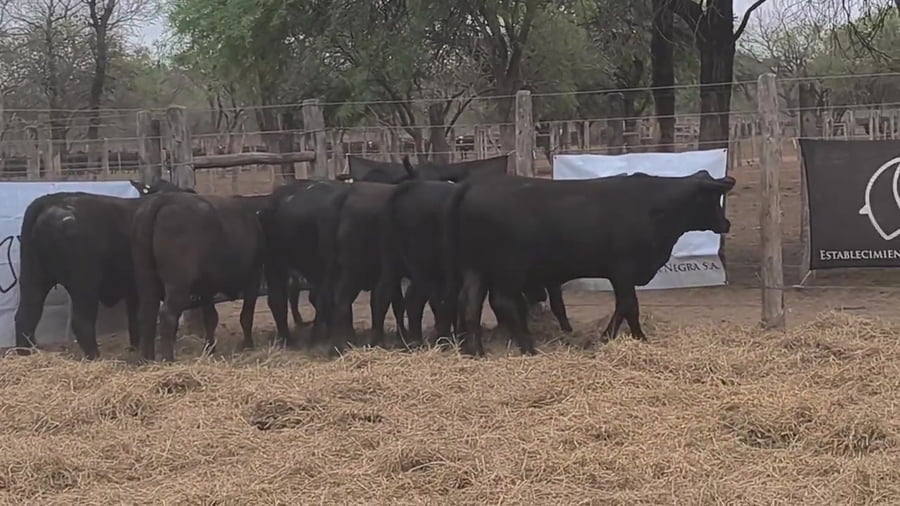 Lote Vaquillona preñada