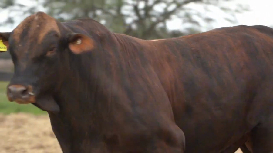 Lote Toros Brangus