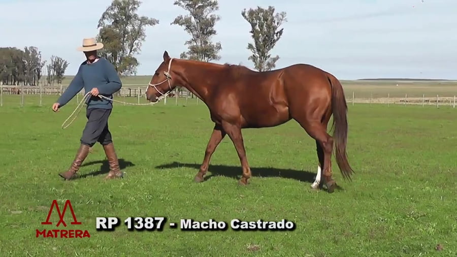 Lote Macho castrado