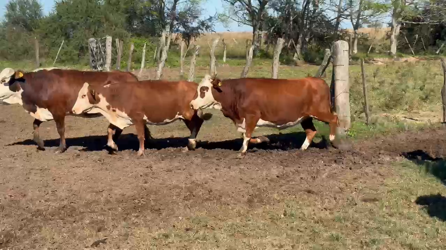 Lote 350 Vacas usadas preñadas
