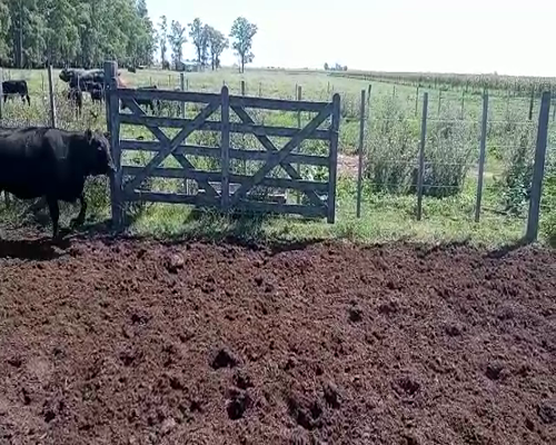 Lote 20 TERNERAS en Pueblo Italiano, Córdoba