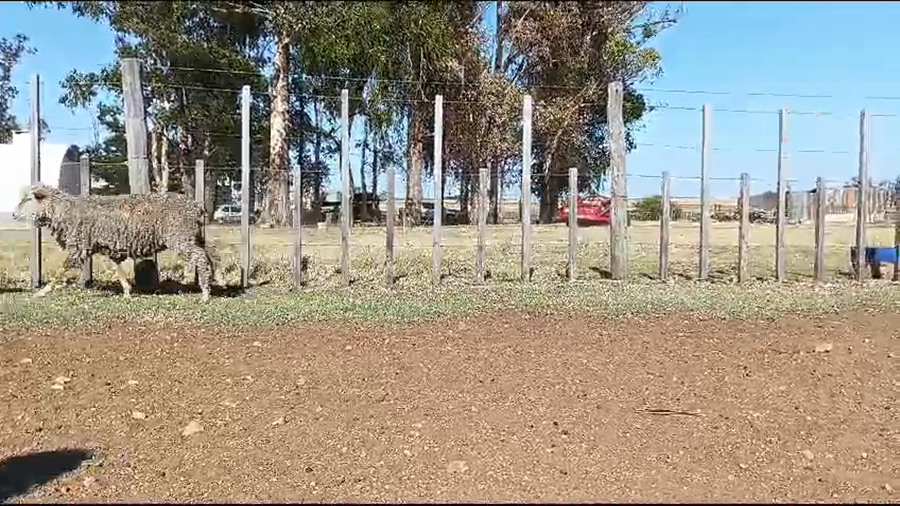 Lote Borregas 2 dientes majada general