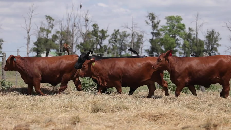 Lote Vaquillonas Brangus Gen. Avanzadas - Preñadas - Cabaña Los Guasunchos