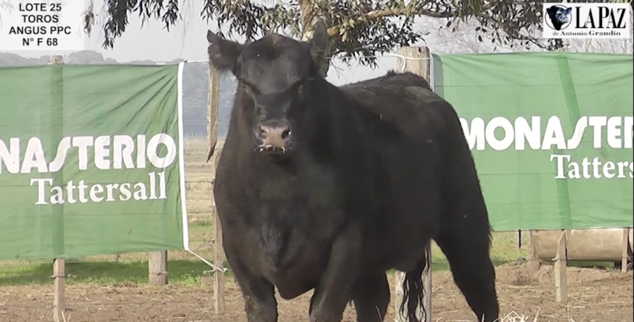 Lote TOROS PUROS POR CRUZA