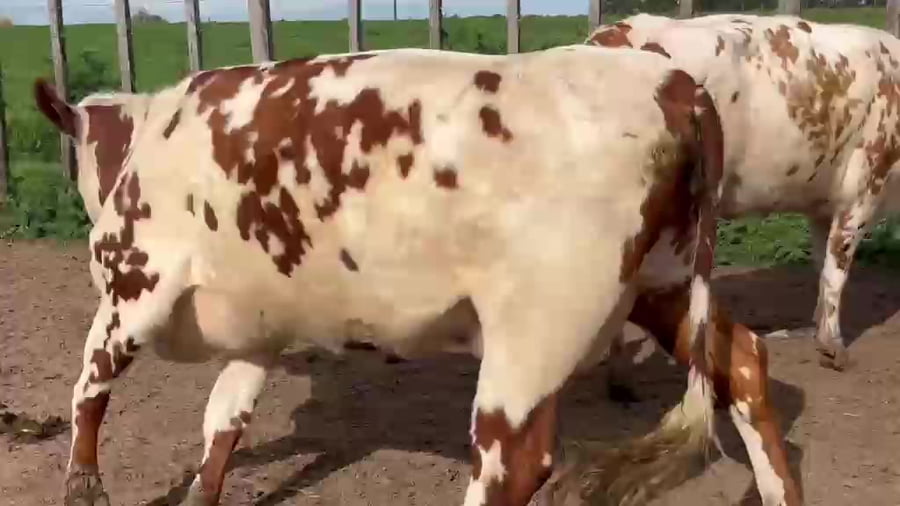 Lote 4 Piezas de cría a remate en Pantalla Camy, San José