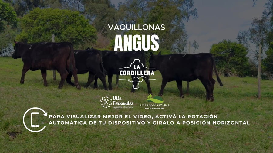 Lote Vaquillonas La cordillera