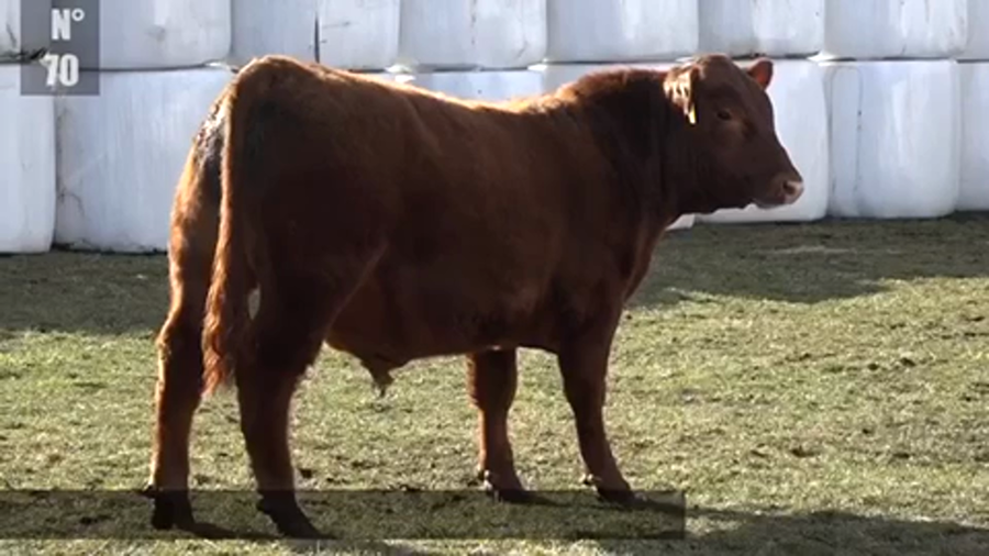 Lote 1 Toro en XI Región Aysén, Coyhaique