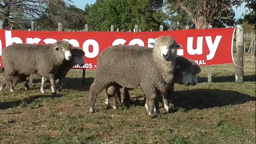 Lote 5 carneros 2 dtes MO 289, 077, 282, 266, 280