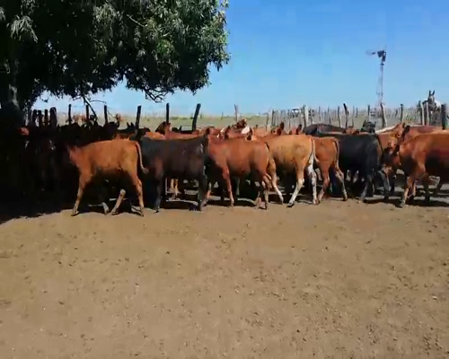 Lote 70 Terneros en Federal, Entre Ríos