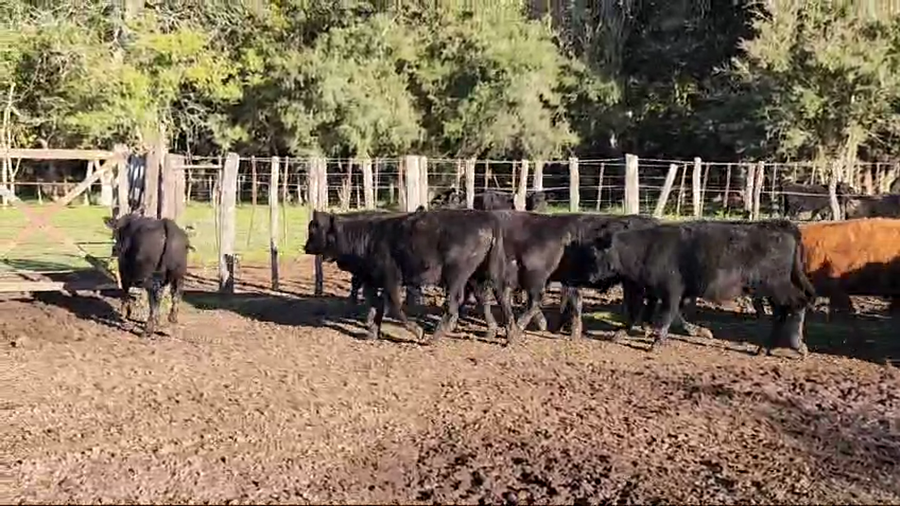 Lote 65 Terneros en Verónica, Buenos Aires
