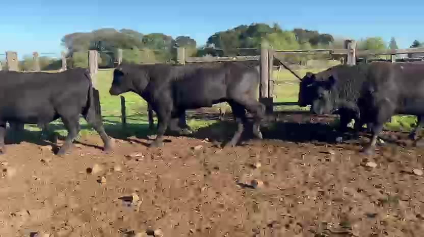 Lote TOROS ANGUS Y BRANGUS NEGROS