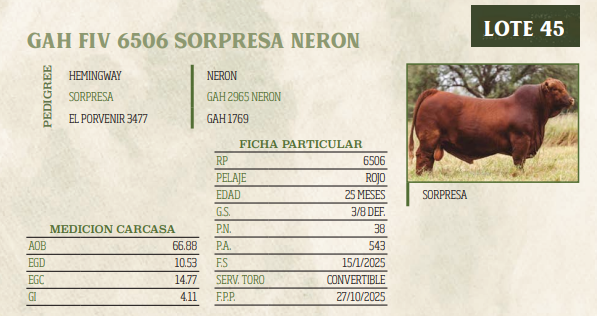 Lote LOTE 45