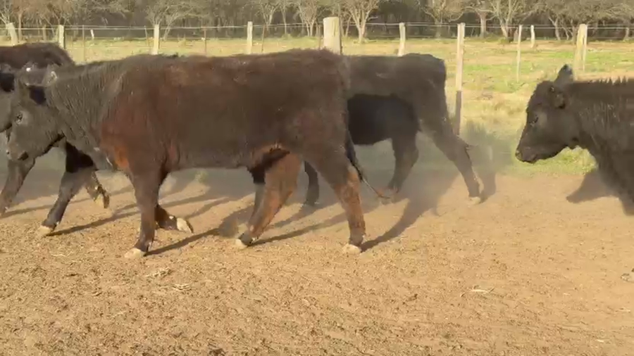 Lote 35 Vaquillonas C/ gtia de preñez