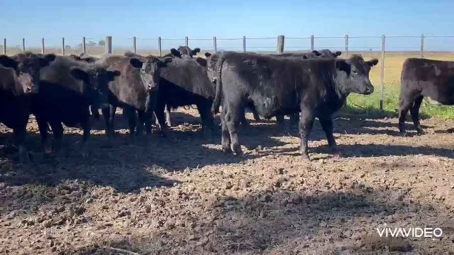 Lote 41 Terneros en Pila, Buenos Aires