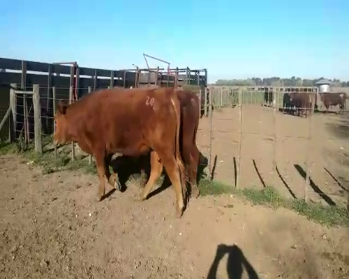 Lote 3 Toros en Cañuelas, Buenos Aires