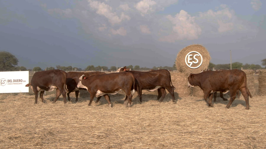 Lote Vaquillas CBO. 1 PREÑADAS