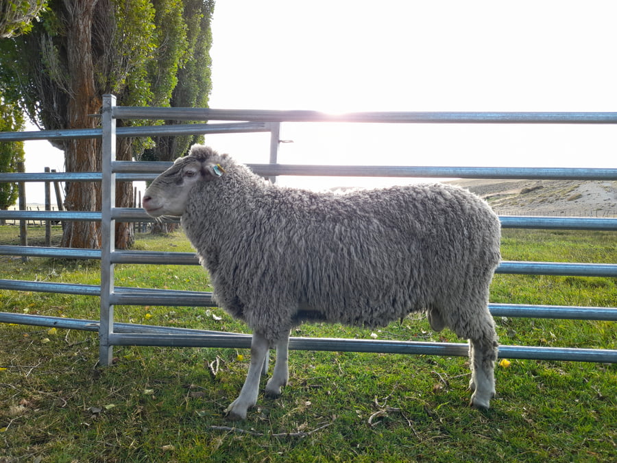 Lote Carnero TOP, 20-1250