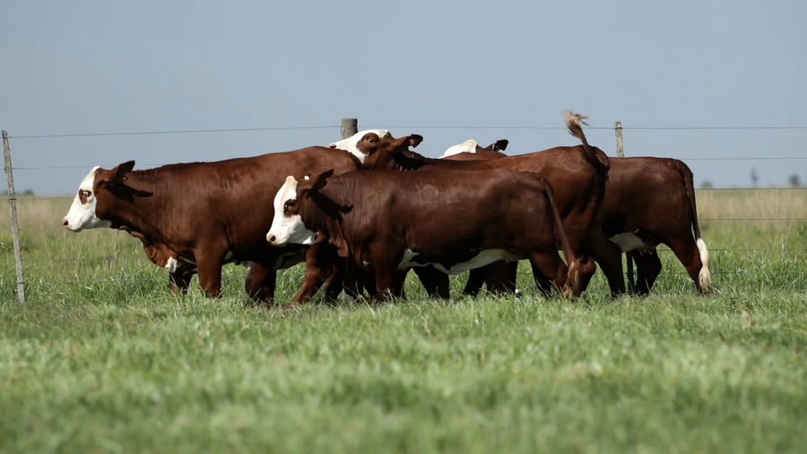 Lote Vaquilla Para Servicio