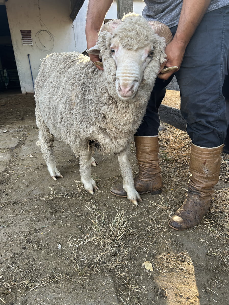 Lote Borrego 2D (MO: No)