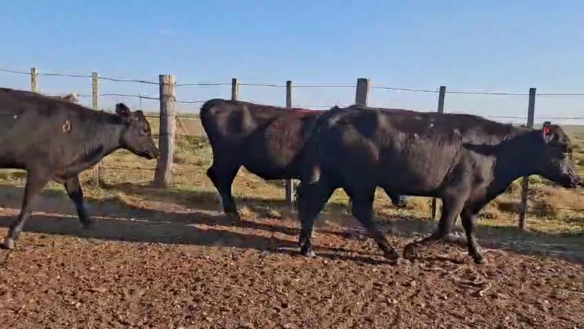 Lote VAQUILLONAS ENTORADAS