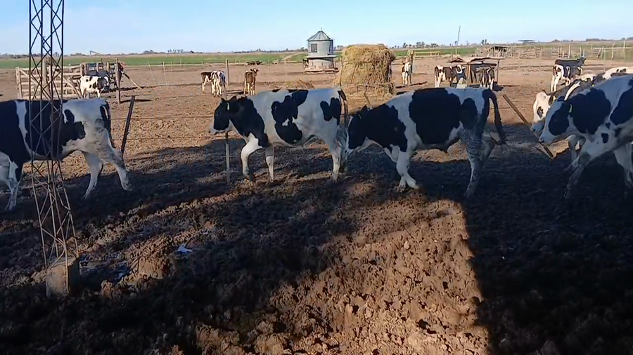 Lote 18 Terneros Holando en Col. Tacurales, Santa Fe