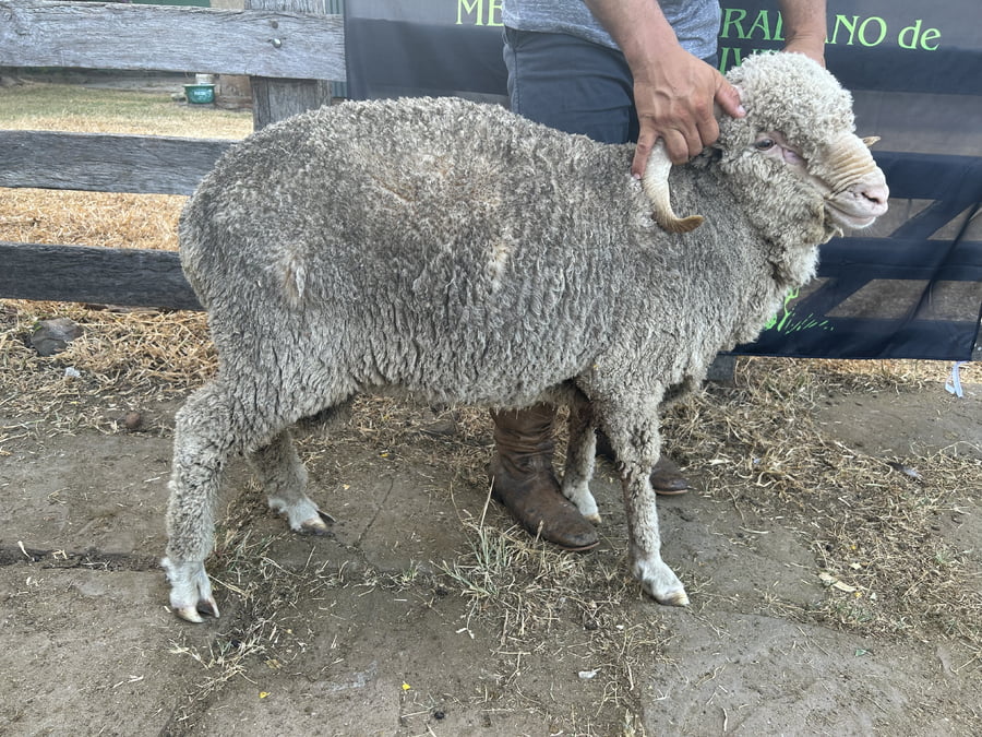 Lote Borrego 2D (MO: No)