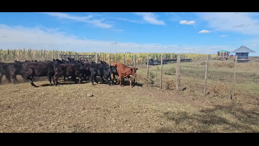 Lote 73 Terneras en Tandil