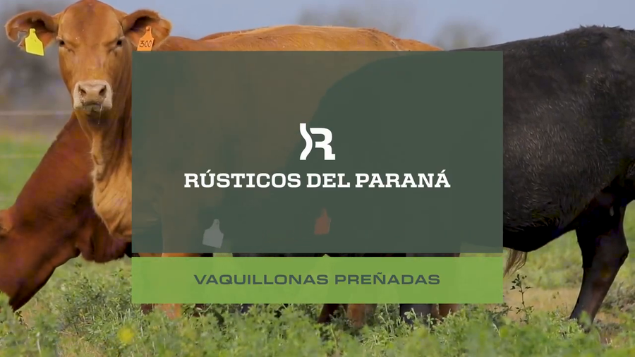 Lote VAQUILLONAS PREÑADAS