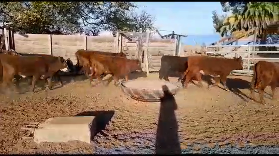 Lote 30 Terneras Angus en Gdor. Crespo, Santa Fe