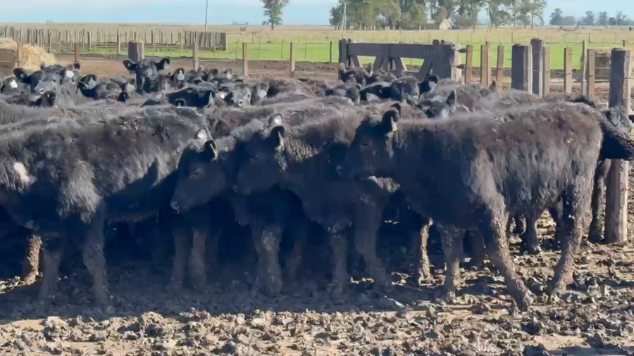 Lote 130 Vaquillonas